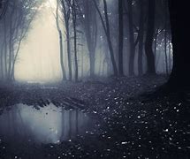 Image result for Dark Forest Calm Wallpaper