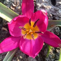 Image result for Tulipa humilis Odalisque