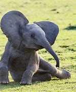 Image result for Smiling Baby Elephant
