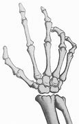 Image result for Skeleton Arm Drawing Transparent