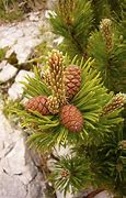 Image result for Pinus mugo Zwergkugel