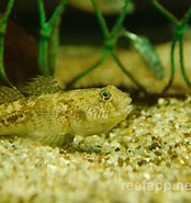 Gobius Strictus Superklasse ಗಾಗಿ ಇಮೇಜ್ ಫಲಿತಾಂಶ. ಗಾತ್ರ: 174 x 185. ಮೂಲ: reefapp.net