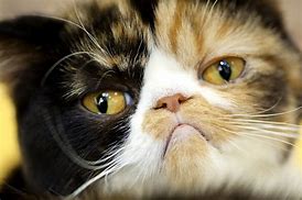 Image result for Sad Cat Eyes