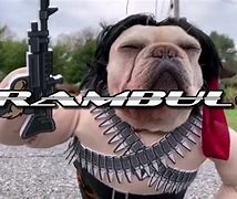 Image result for Rambo the Dog