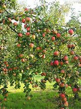 Image result for McIntosh Apple Tree