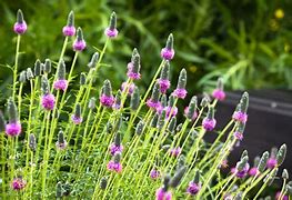 Image result for Dalea (=Petalostemon) purpurea