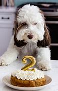 Image result for happy birthday dogs cakes