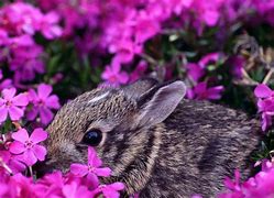 Image result for Cutest Baby Animals