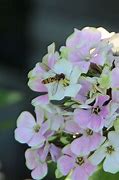 Image result for Phlox Sherbet Cocktail ® (Paniculata-Group)