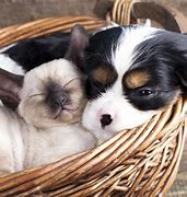 Image result for Cat Dog Breed
