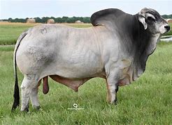 Image result for Brahman Cattle in Botswana