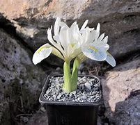 Image result for Iris reticulata Polar Ice