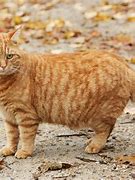 Image result for House Cat Ginger