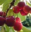 Image result for Cherry Tree Case
