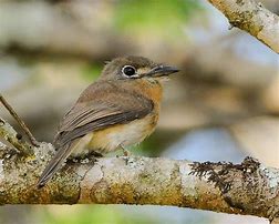 Image result for Nonnula Bucconidae