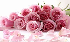 Image result for Dark Pink Roses White Background