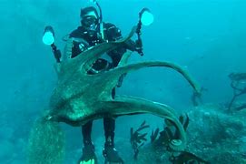Image result for Octopus Attacks Diver
