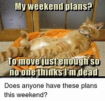 Image result for Weekend Cat Meme