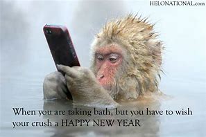 Image result for Happy New Year Funny Animal