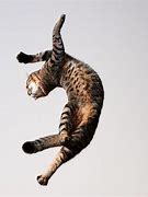 Image result for Funny Dancing Cats