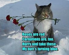Image result for Happy Valentine's Day Cat Meme