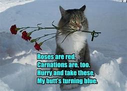 Image result for Valentine's Cat Meme