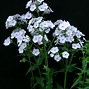 Image result for Phlox Rose Bouquet