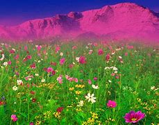 Image result for Spring Flowers in Field