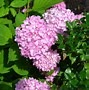 Image result for Hydrangea macrophylla Endless Summer Bloomstar