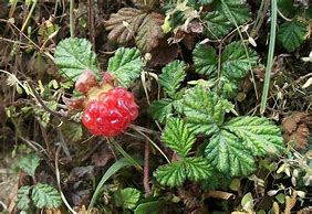 Image result for Rubus fruticosus Himalaya