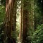 Image result for Great Redwood Forest