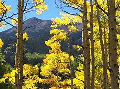 Image result for Fall in Arizona