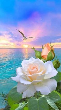 Pin de My Anh en 1Moon&Sea&Roses (by fb My Anh) | Rosas bonitas, Fotos de flores hermosas, Flores bonitas