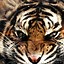 Image result for Tiger Phone Background