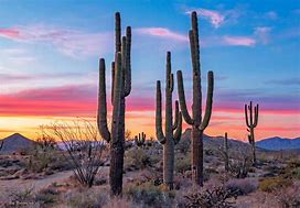 Image result for Desert Cactus Sunset Getty Images
