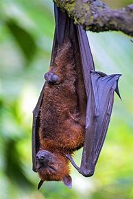 Image result for Nocturnal Bat Sleeping