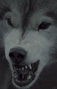 Image result for Scary Wolves