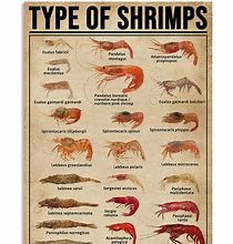 Image result for All Types of Shrimp