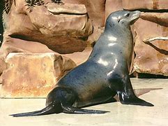 Image result for co_to_znaczy_zalophus_californianus