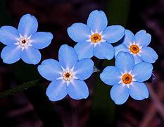 Image result for Forget Me Nots Sketches