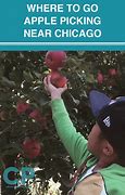 Image result for Apple-Picking Chicago