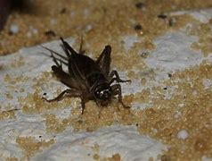 Image result for Cricket British Columbia Insect