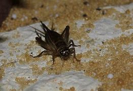 Image result for Cricket Insect Cute