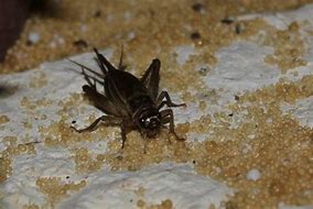 Image result for African Cricket Animal