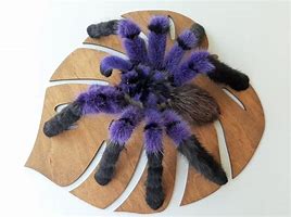 Image result for Purple Spider Toy