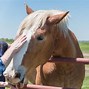 Image result for Strong Horse Breeds