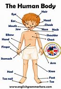 Image result for 10 Body Parts
