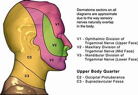 Image result for Dermatome Nerve Distribution