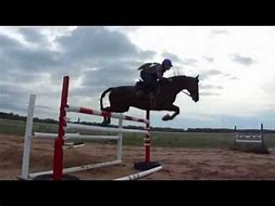 Image result for Morgan Horse Jumping