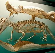 Image result for Crocodile Bones